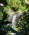 Regenwald