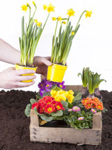 Fonds sind wie ein Blumenbeet