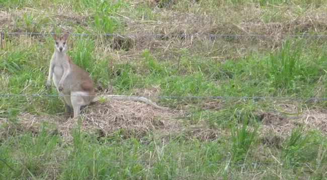 Kangaroo