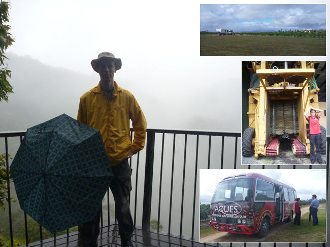 Regenwald und Kaffeeplantage